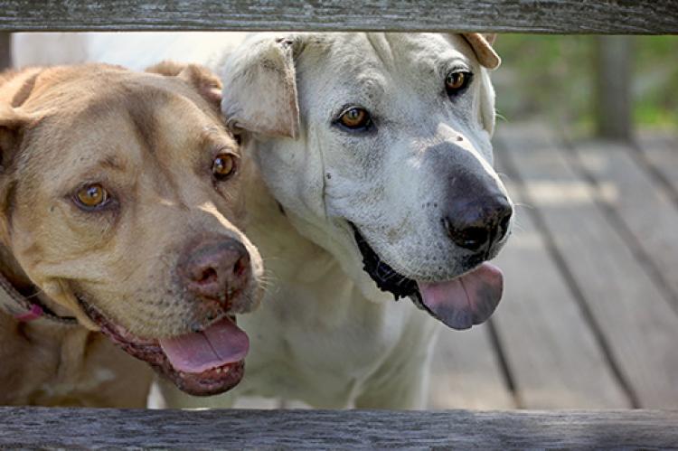 States with Legislation that Restricts Dogs Seized in Dogfighting Cases