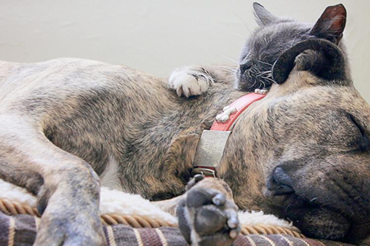 Pit-bull-terrier-type dog and cat snuggling together in a bed