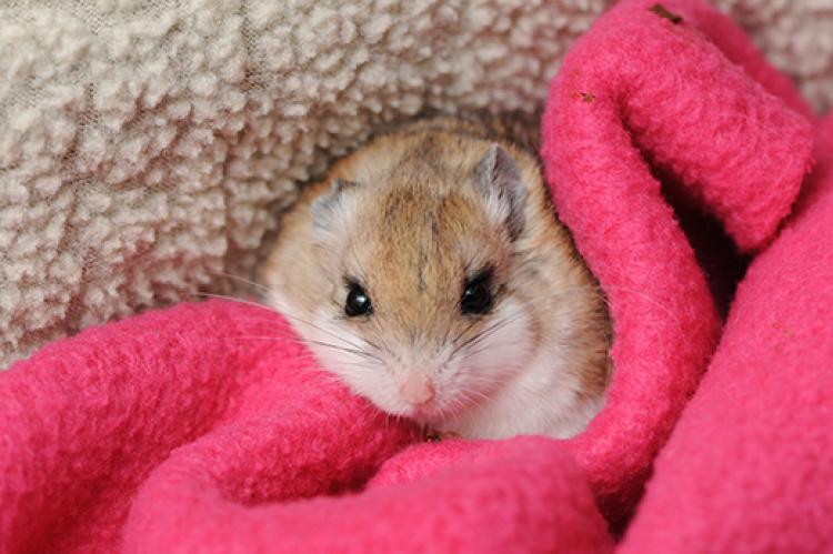 rescued wild grasshopper mouse on a blanket