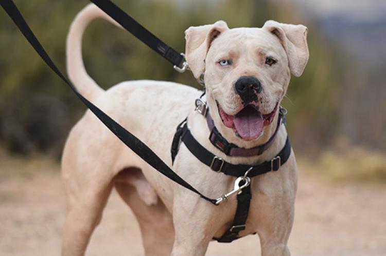 White pit-bull-terrier-type dog with one brown eye and one blue eye wearing a dog harness and leash