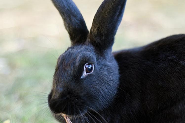 Is Your Bunny Healthy? | Best Friends Animal Society