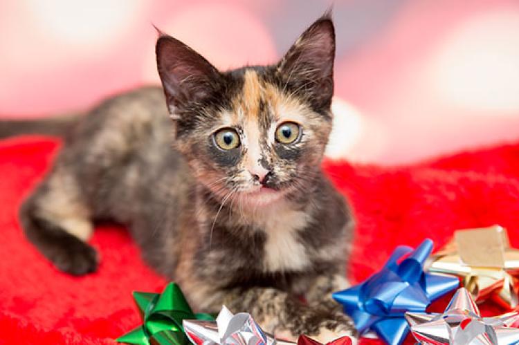 Calico kitten with holiday bows