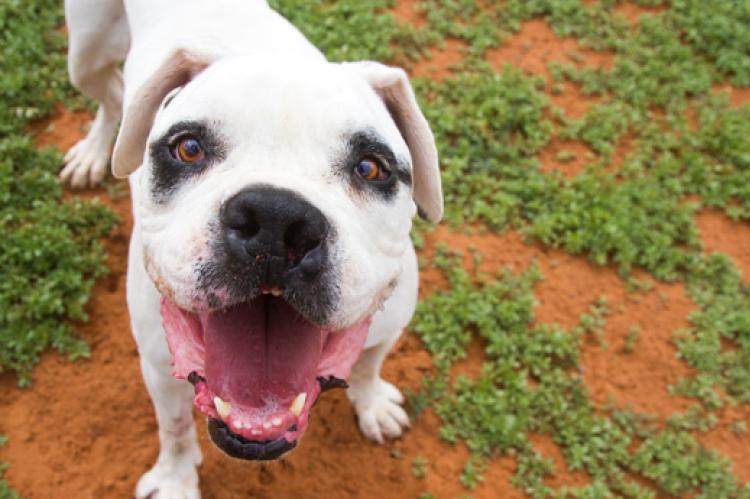 Get animal fundraising ideas to help raise money to care for shelter pets like this sweet white-and-black pitbull.