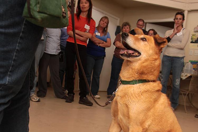 Dog in a dog training class learning to look at his person