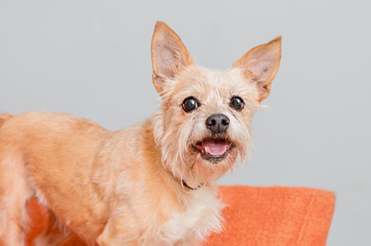Smiling adopted small terrier mix dog on an orange chair