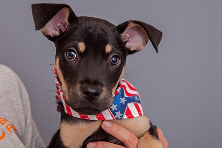Opie the puppy in a Fourth of July bandanna 