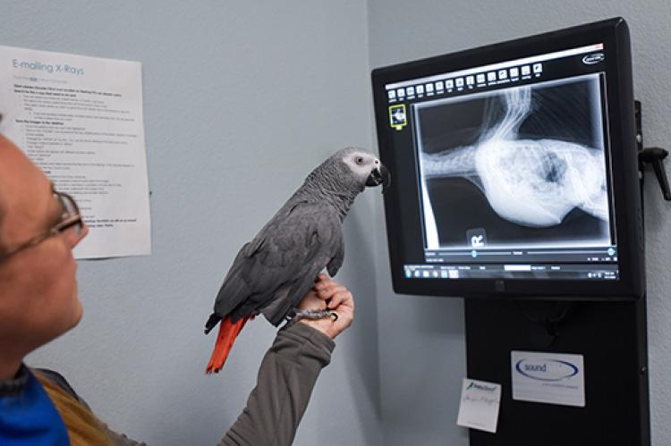 Jeb Stuart the African grey parrot looking at an X-ray