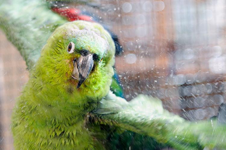 green pet bird taking a bath
