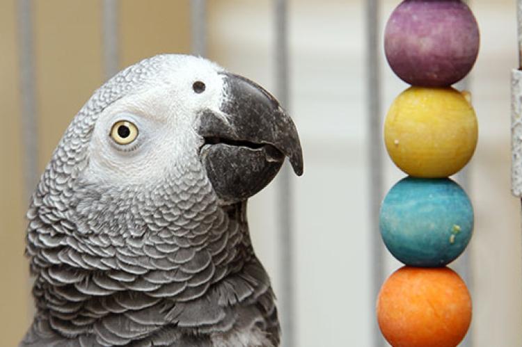 pet African gray parrot with a colorful, wooden safe bird toy