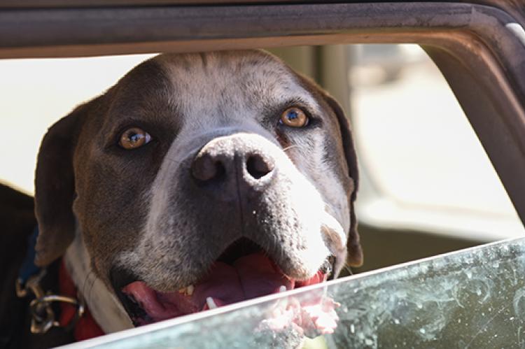 Jango, a pit-bull-terrier-type dog, looking out of a car's partially open window, demonstrating what it's like to be traveling with pets