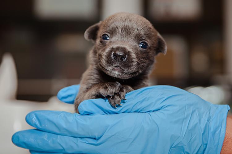 Bear, a very young neonatal puppy being held by a gloved hand