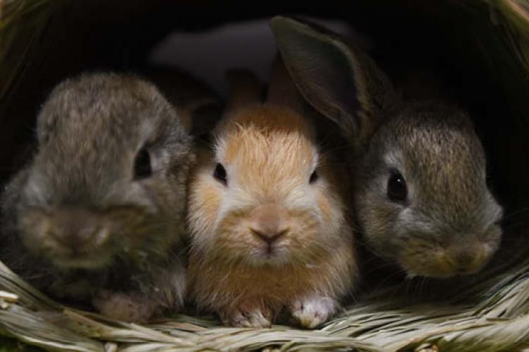 Three pet bunnies