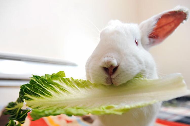What Can Bunnies Eat? | Best Friends Animal Society