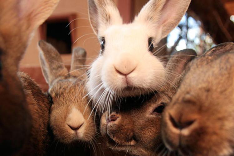 several rabbits who have been spayed or neutered sitting with their faces cuddled together