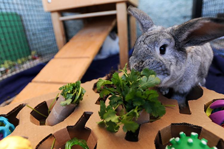 gray bunny with her rabbit toys, including a food and treat puzzle game