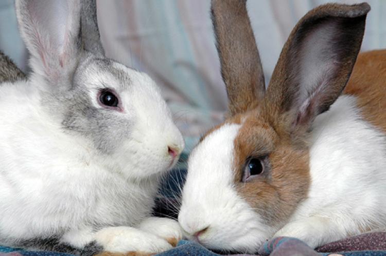 Rabbit as a Pet | Best Friends Animal Society