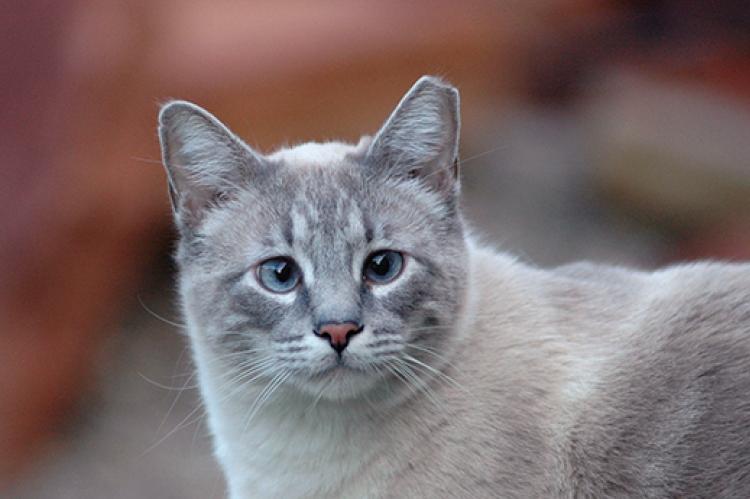 Gray community cat with ear tip