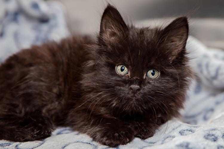 Long-hair black kitten with chronic upper respiratory infection