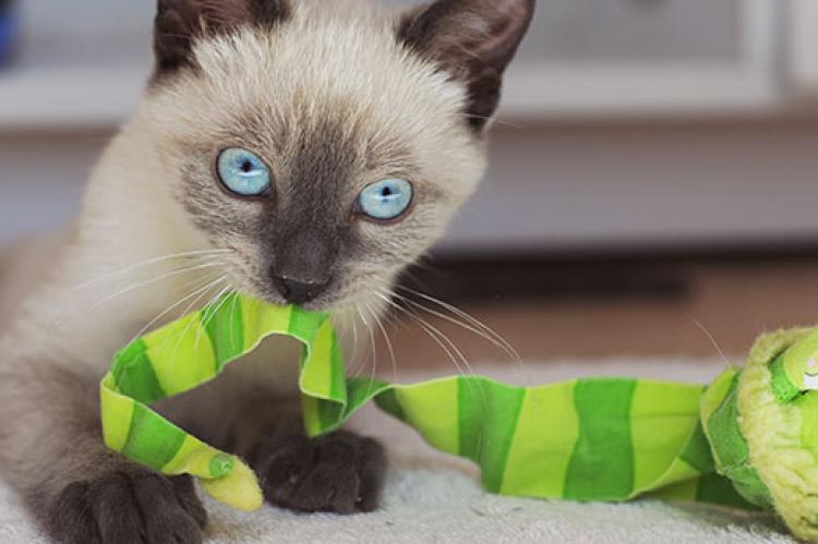 Siamese kitten enjoying some enrichment time by playing with a toy