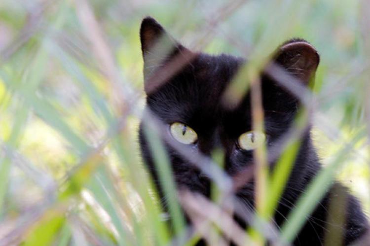 Ear-tipped black cat who is part of a TNVR program standing in tall grasses