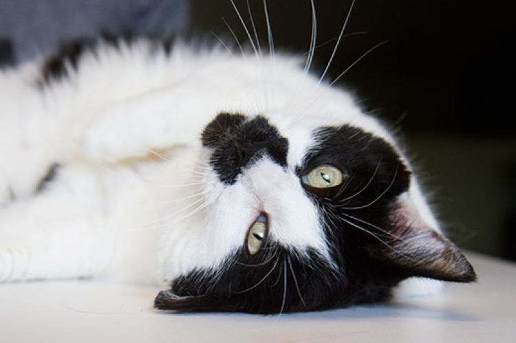 Tuxedo cat whose person used cat behavior modification to calm his anxiety