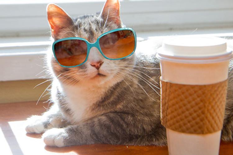 Shelter cat wearing sunglasses and sitting next to a coffee mug