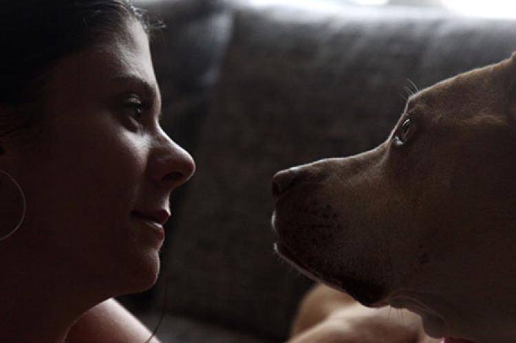 Pit bulls like this brown dog, who is lovingly looking at his person, are frequently the target of dog breed bans, or breed-specific legislation.