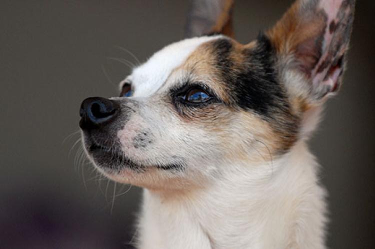Chihuahua mix used to have some aggressive tendencies towards people but has received training.