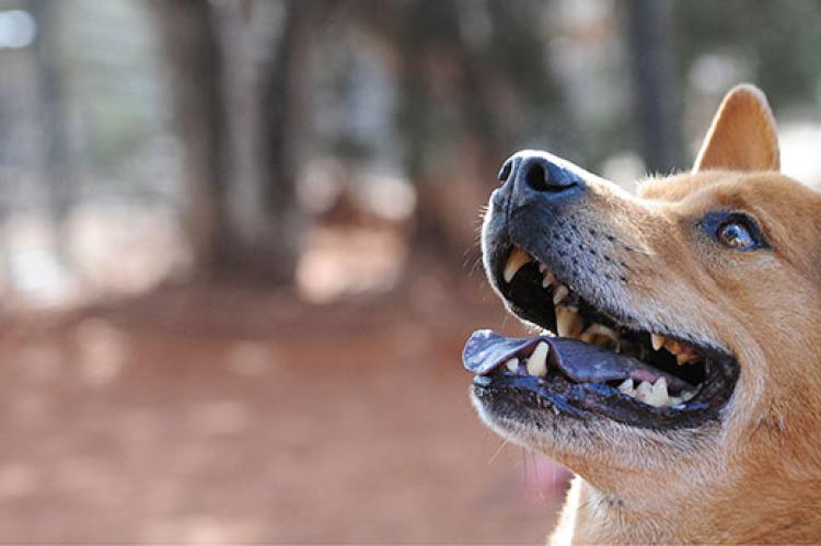 headshot of a light brown senior dog smiling