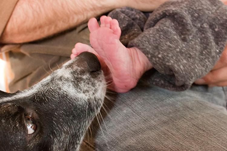Dog sniffing baby's toes. Preparing a baby and pets for meeting one another is a must.