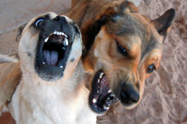 Two shelter dogs playing is harmless enough but could get out of hand. To protect your animal rescue organization, you should invest in animal rescue insurance.
