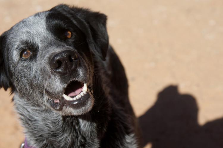 Beautiful black-and-gray dog who was adopted in part because of his well-written pet profile on our website