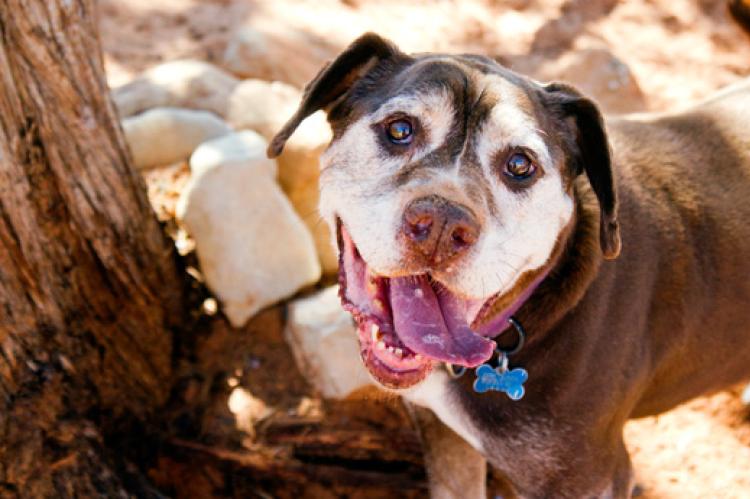 There are many ways to promote animal shelter dogs like this pooch, aptly named Charmer.
