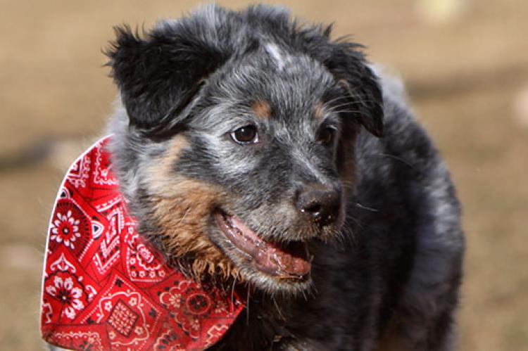 Deaf cattle dog mix puppy wearing a red bandana