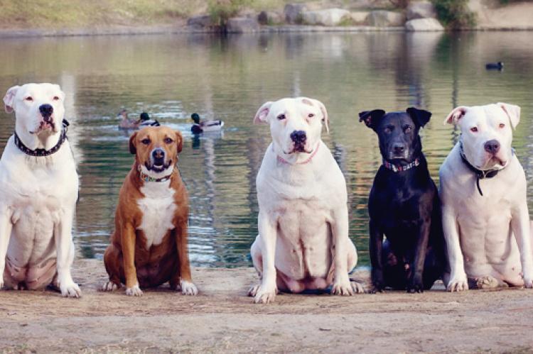 Group of pit-bull-terrier-type dogs on a lake