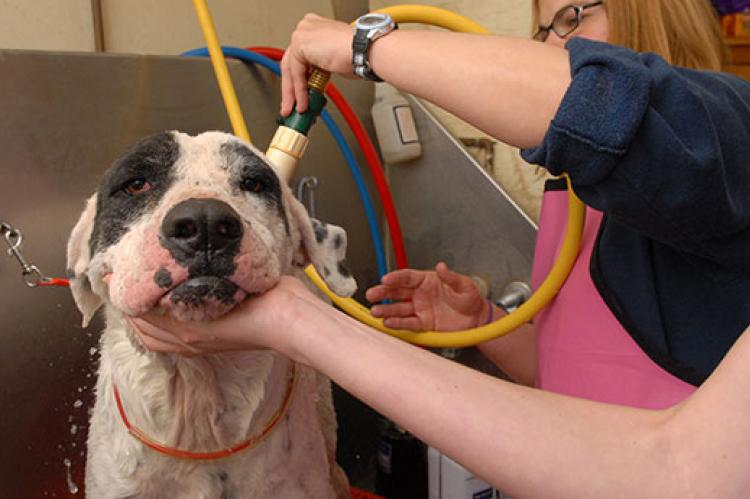 dog grooming session where a white-and-black dog is getting a bath