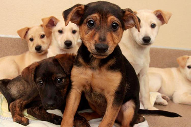 How do you go about choosing a dog? Should you adopt a puppy like one of these bundles of energy or an adult dog?