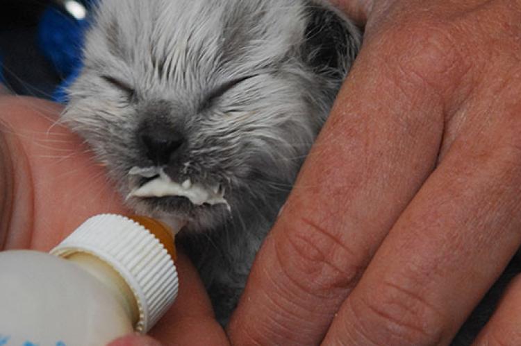 Bottle-feeding gray kitten with milk on her face
