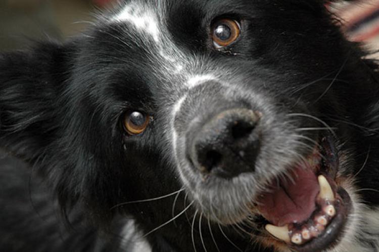 Close-up on a black-and-white dog's smiling face