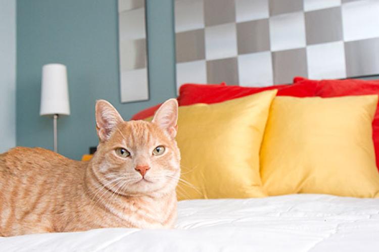 orange tabby lying on a bed after his cat spraying problem has resolved