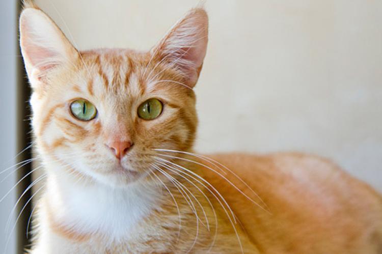 Healthy orange tabby cat who receives regular veterinary checkups