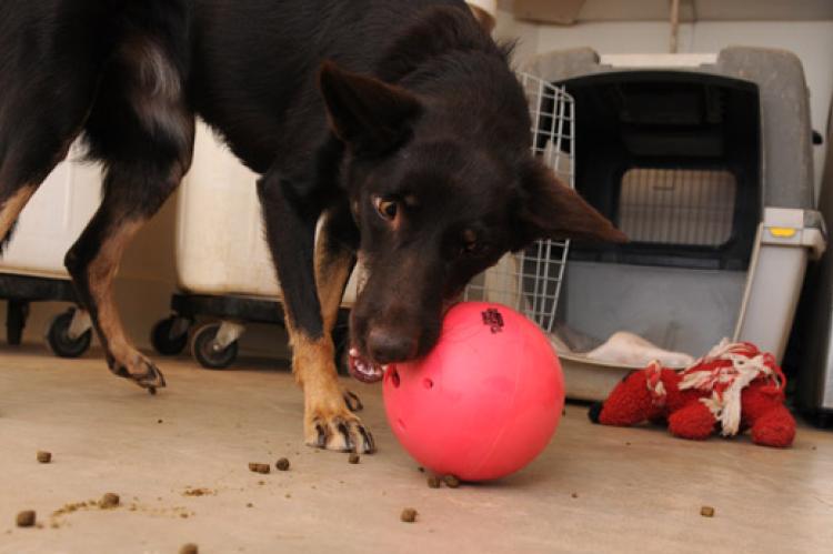 This shepherd mix is more interested in playing with his ball than going back in his crate.