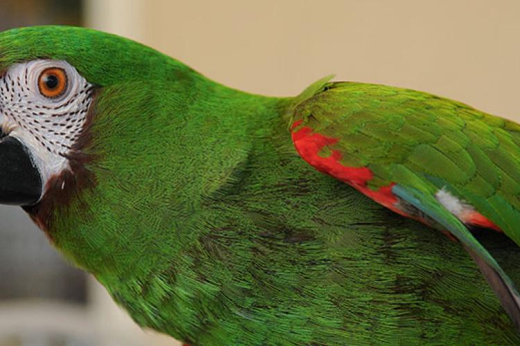 Beautiful green parrot. Prior to bringing your new family member home, here are some parrot adoption considerations.