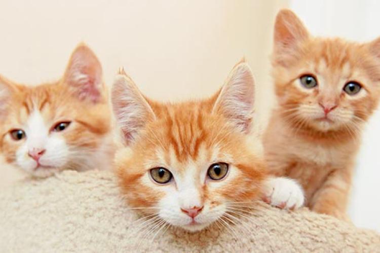 These three orange kittens have had a few behavior problems, but are improving.