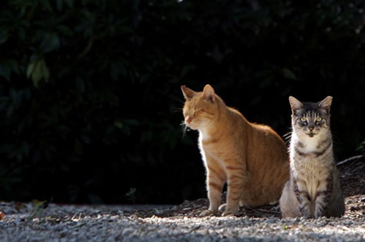 Two tabby cats who are part of a TNR program