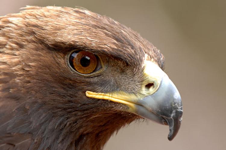 headshot of an eagle who received help from a wildlife rehabilitator