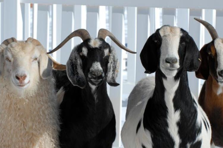 Goats and sheep like these can make great pets. Consider adopting one.