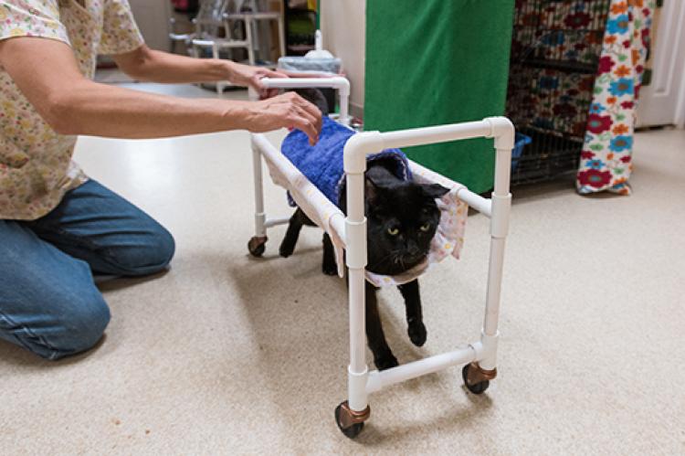 Duke, a cat with cerebellar hypoplasia, utilizing a cat wheelchair, or cat cart, made of PVC piping, with a caregiver helping to keep it steady