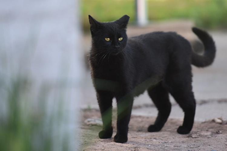 Blackie, a black shorthair community (feral) cat with an ear tip