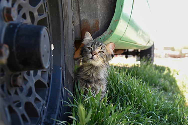Medium haired brown tabby community (feral) cat, with an ear tip, next to a tire